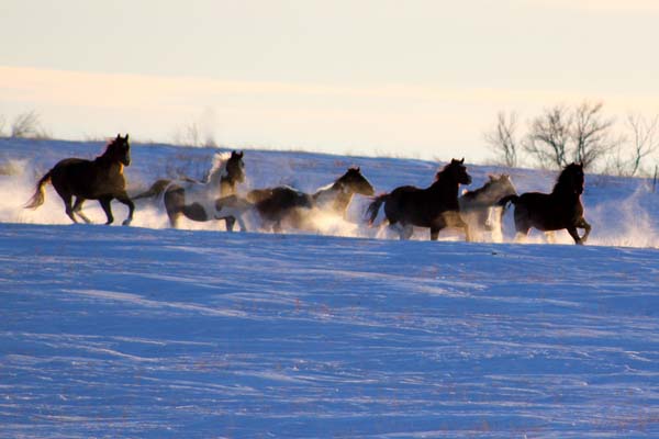 winter horses Jessie Veeder