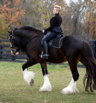 shire horse riding