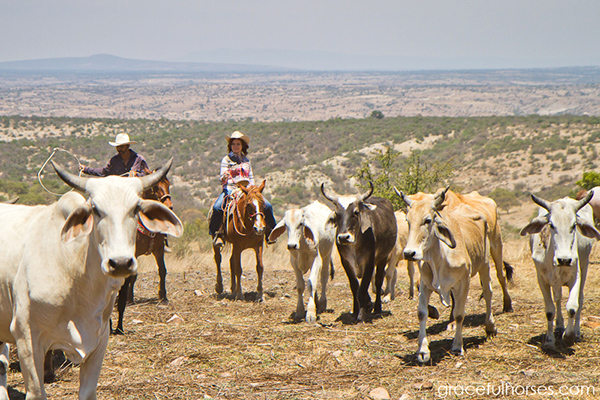 working cattle ranch mexico