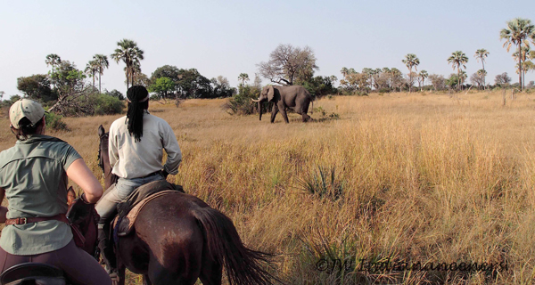 horseback riding safari in okavango delta africa