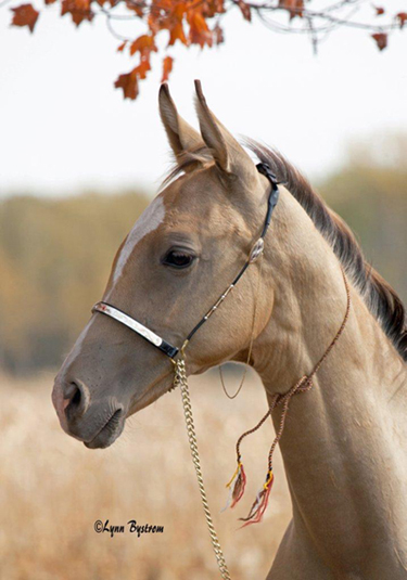 Akhal-Teke horses