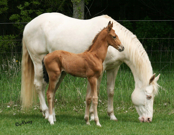 Akhal Teke horse association