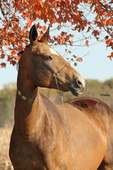Akhal Teke Horse breed