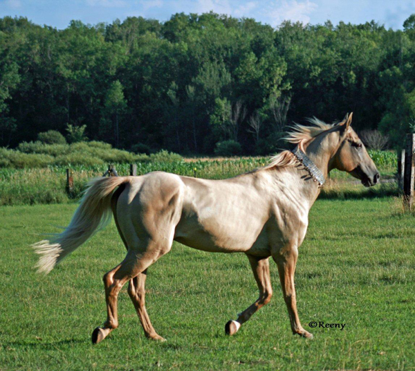 Akhal Teke horses