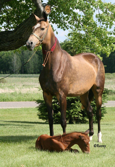 Akhal Teke horses