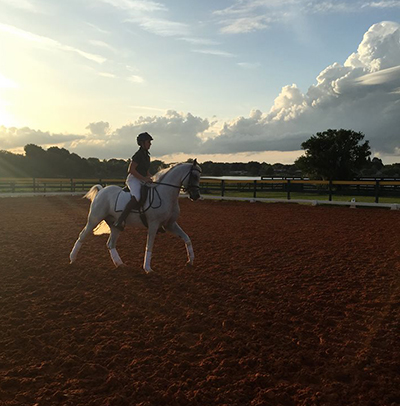 Al Marah Arabians Horses