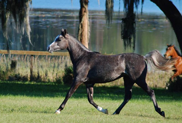 Al Marah Arabian Horses