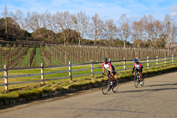 Alisal Ranch Vineyards