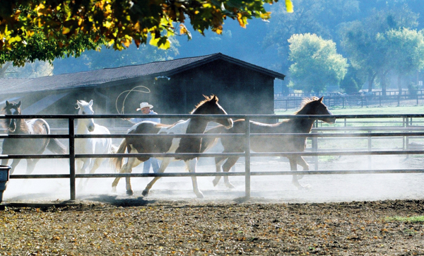 alisal ranch california horses