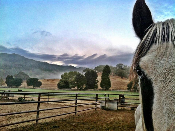 alisal ranch horses california