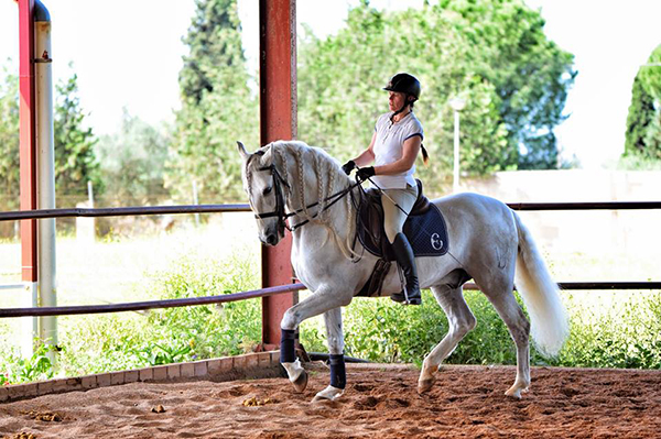 spain andalusian horses