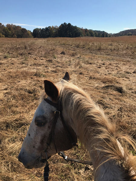 appaloosa horse in open pasture trail riding