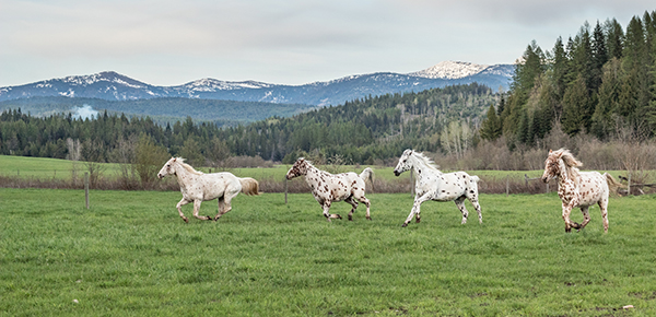 appaloosas running in pasture western pleasure guest ranch