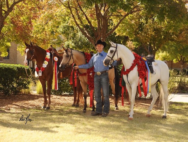 Arabian horses 