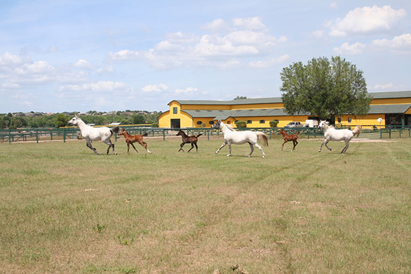 Arabian horse farm tours