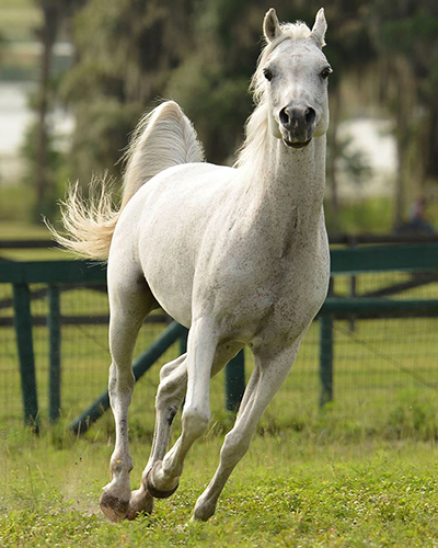 arabian horses florida tours