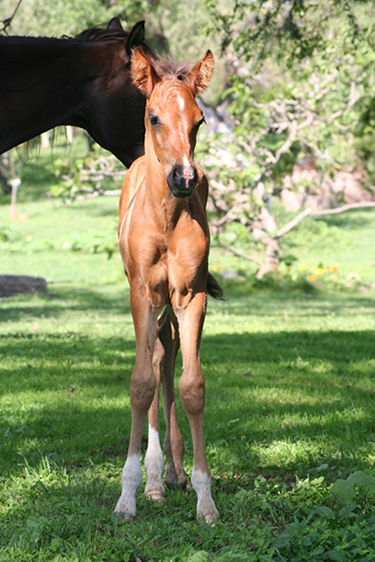 Argentina horses ranches estancias