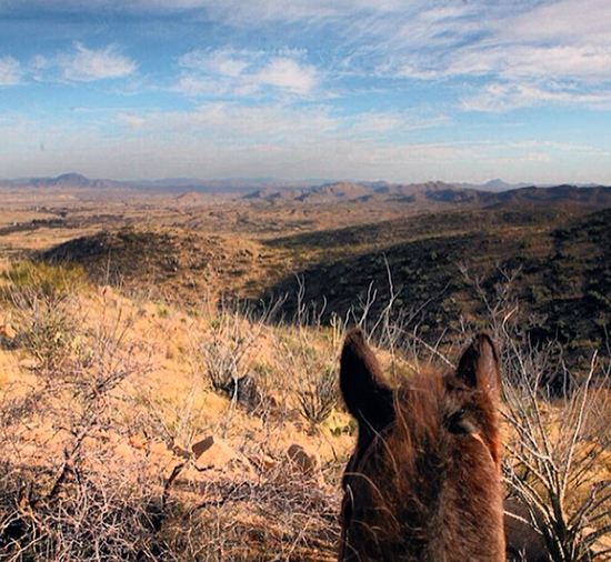 arizona sasabe horseback riding