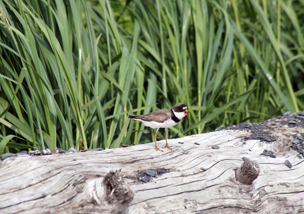 arctic tern alaska