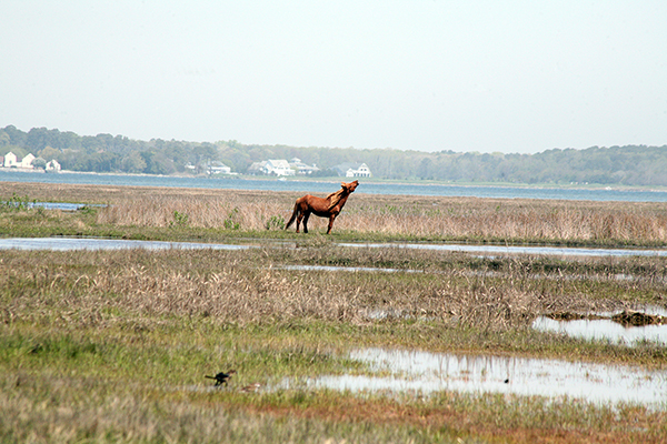 Assateague wild horse marshes
