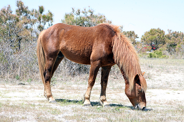 Assateague wild horses