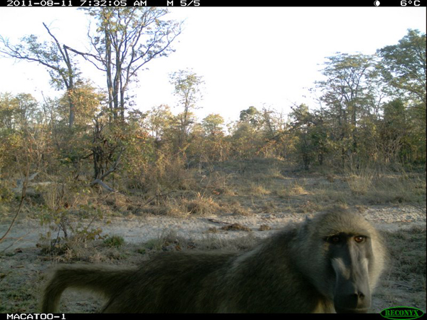 Okavango Delta baboon