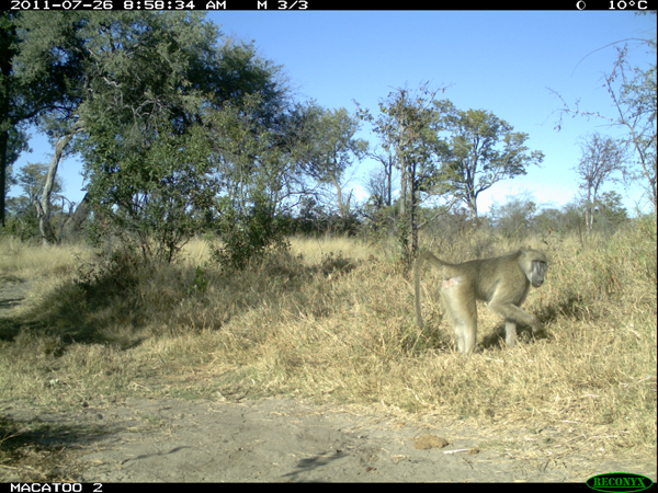 baboon in Okavango