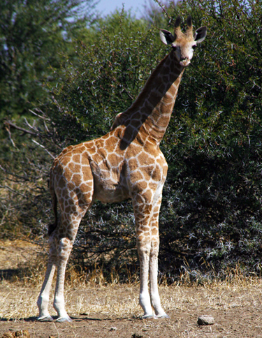 Tule giraffe, Botswana