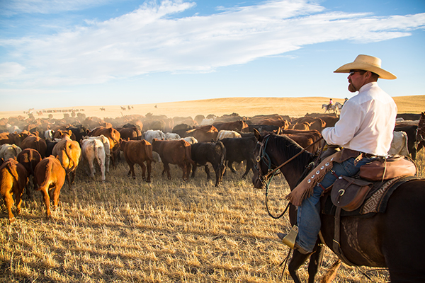 Bar W Guest Ranch Montana cattle drive vacation