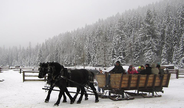 bar w sleigh ride horse drawn