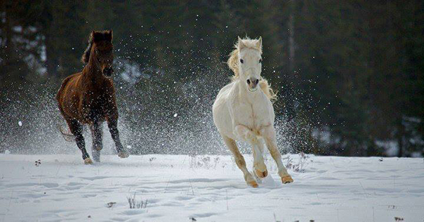 bar w ranch winter horseback