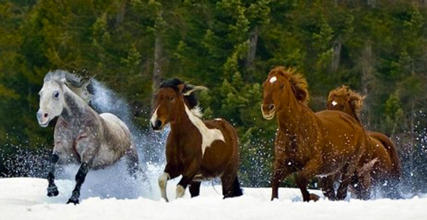 Bar W Guest Ranch horses in snow