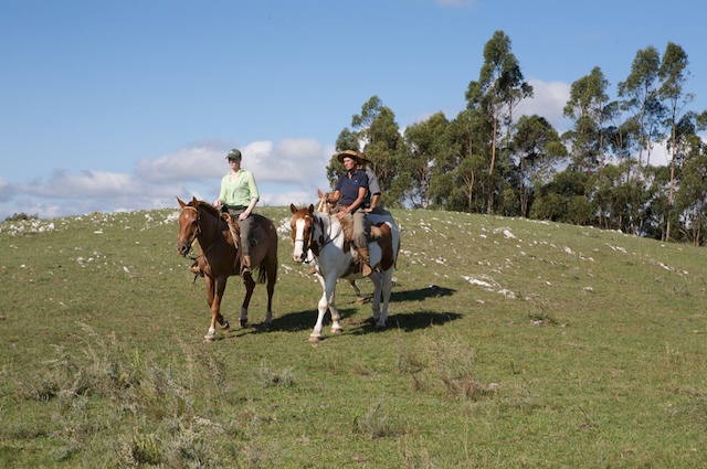 Uruguay Barefoot Horses