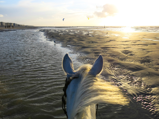 Horseback riding North Sea Belgium