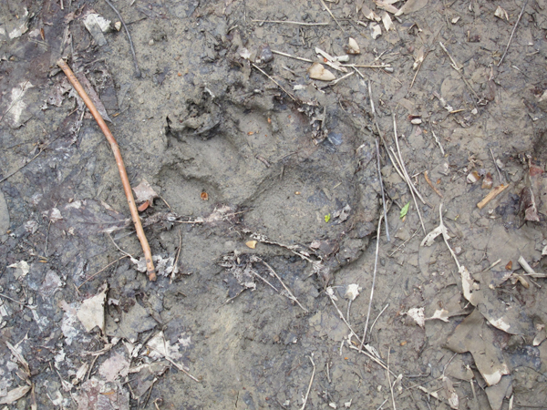 bear tracks on the trail camp creek west virginia 