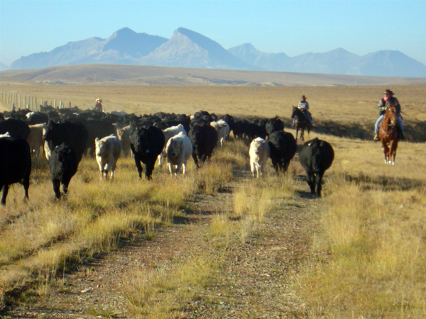 bear creek ranch cattle drives