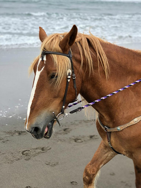 belgian trail horse on the beach oregon