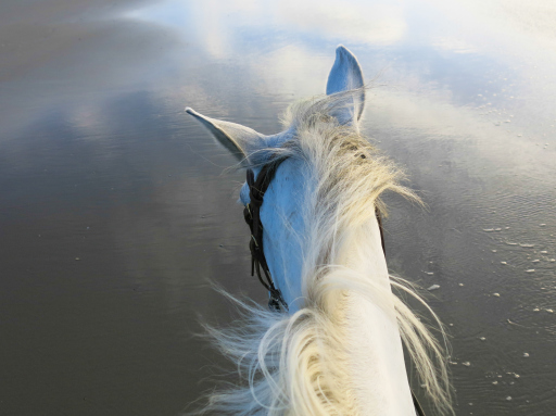 Belgium North Sea Beach Horseback Riding