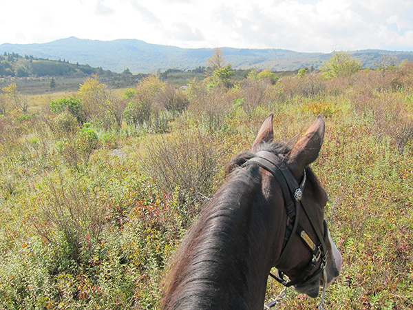 between the ears view grayson highlands