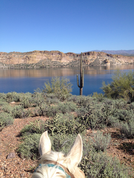 between the ears view from horseback of saguaro lake at saguaro lake guest ranch 