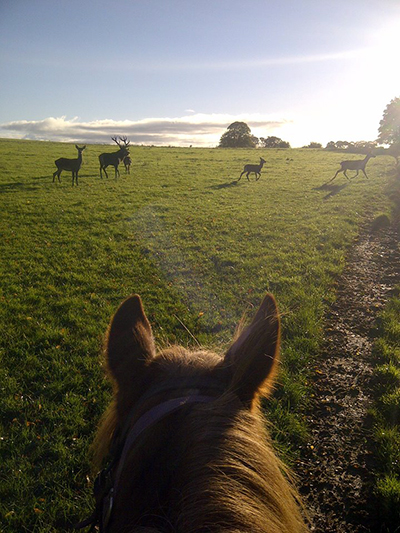 between the ears horseback Ireland Ring of Kerry wildlife