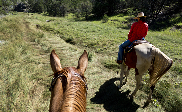 between the ears horseback nm