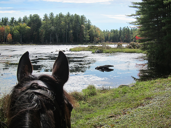 between the ears view of hayes marsh new hampshire