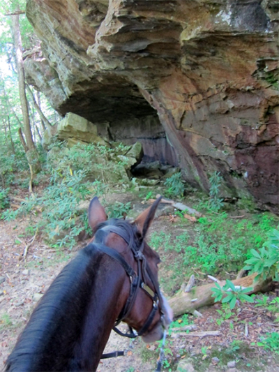 horseback riding big south fork tennessee