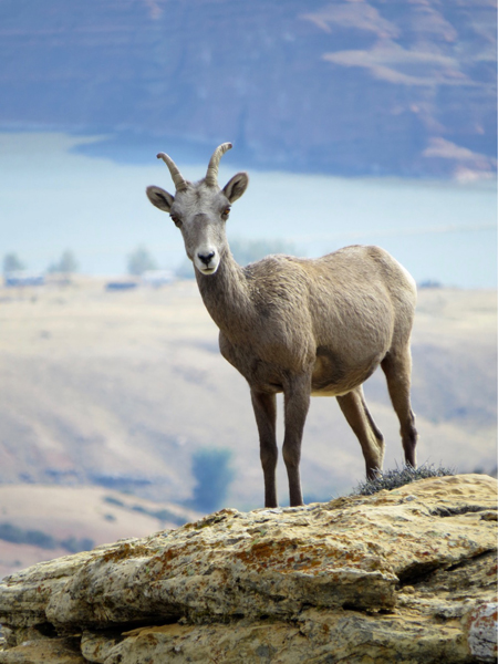 bighorn sheep