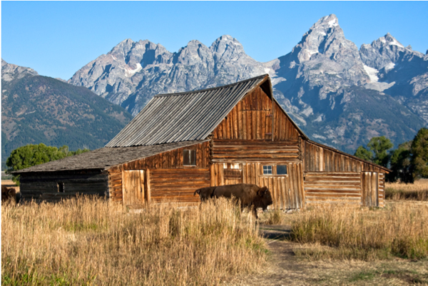 bison at barn nadine levin