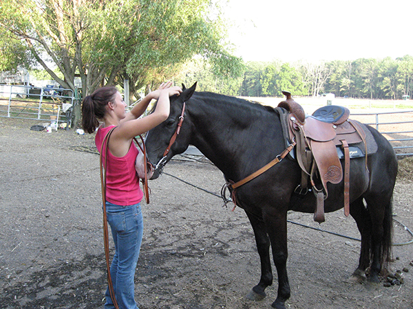 bitless bridle horse