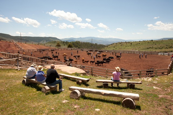 black mountain ranch colorado cattle drives