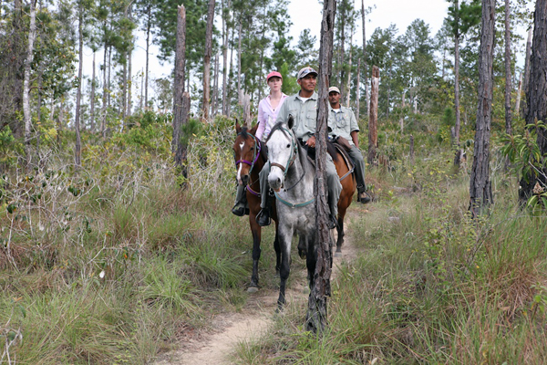 horseback riding mountain pine ridge forest reserve belize
