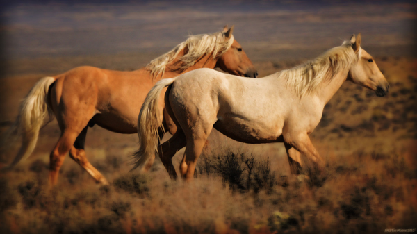blm wild horses america colorado
